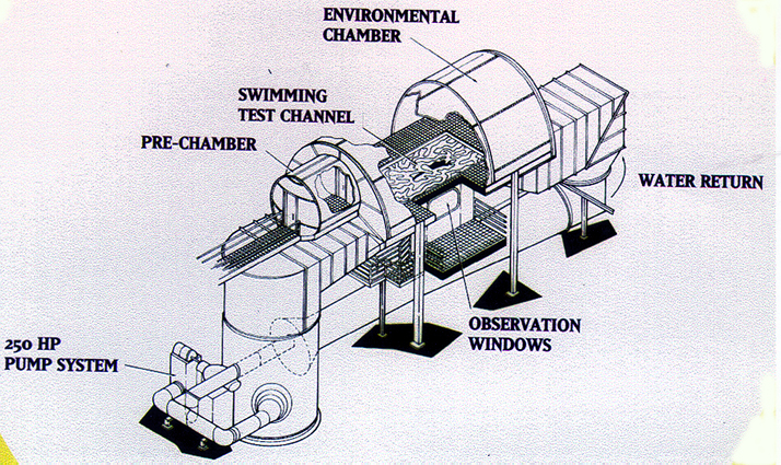 Water Flume - a water treadmill