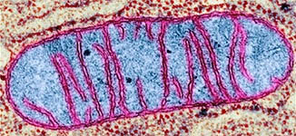 colorized TEM of a mitochondria by
                      CNRI/Science Photo Library