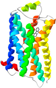 beta-2 adrenergic receptor