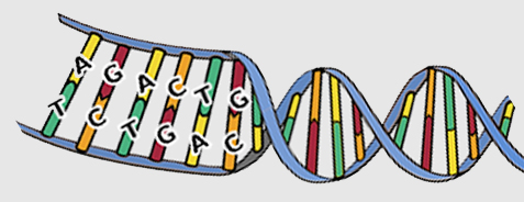 DNA an nformation molecule