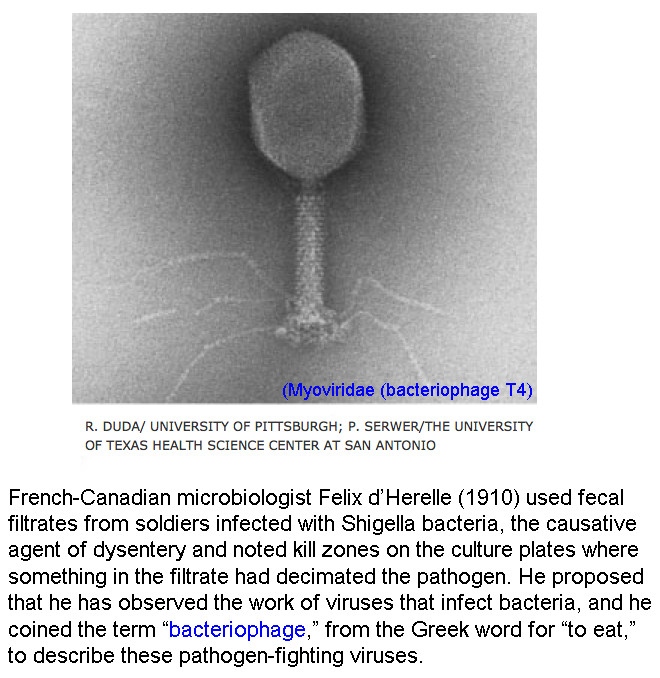 discovery of phages