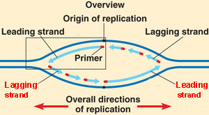 overview of leading
              strand formation