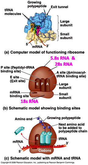 ribosome anatomy