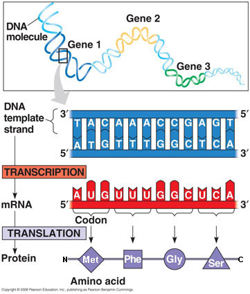 flow of genetic info