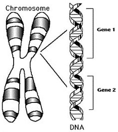 gene