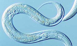 Caenorhabditis
              elegans