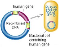 recombinant cloning