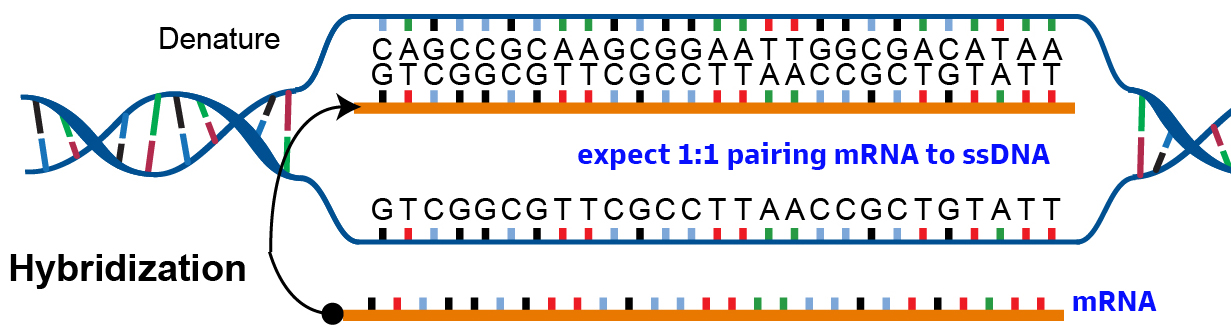 mRNA-ssDNA hybridization