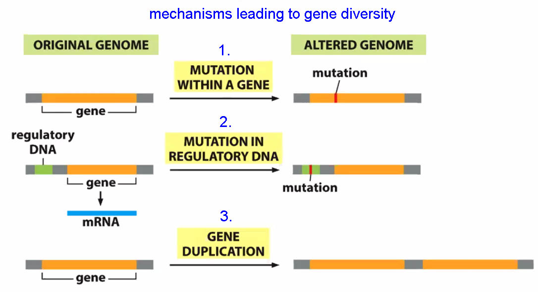 Mutations, duplication