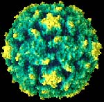 The polio virus