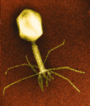T-even
                        bacteriophage