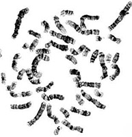 metapahe karyotype