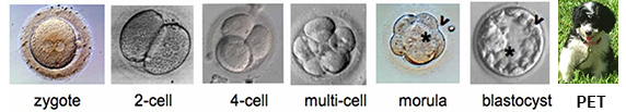 embryoes