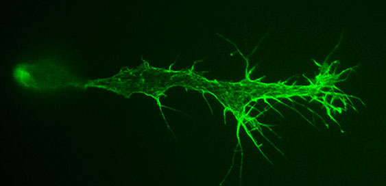 frog
                              neuron
