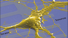 nerve
                              cell on chip