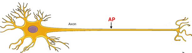 axon AP
