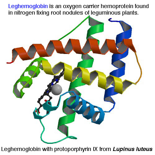 leghemoglobin