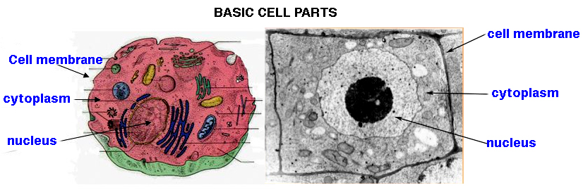 Basic parts of a eukaryotic cell