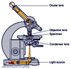 typical binocular compund microscope
                              & its parts