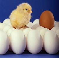 Which came first - Chicken or Egg???