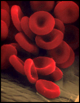scanning EM of red blood cells