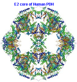 E2 core Human PDH