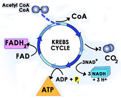 Krebs cycle overview