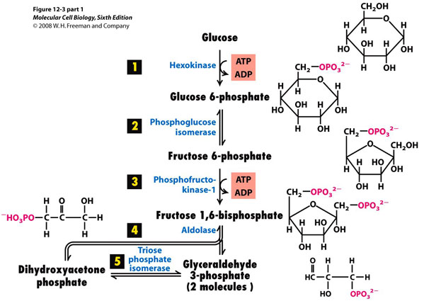first half of glycolysis