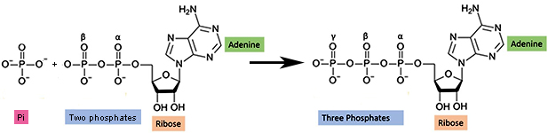 phosphorylation of ADP