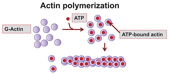 actin polymerization
                requires ATP