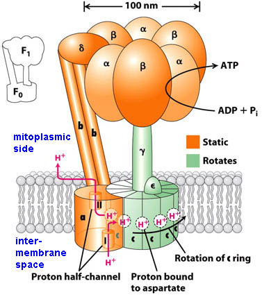 ATP synthase