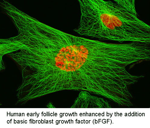 Follicle cells