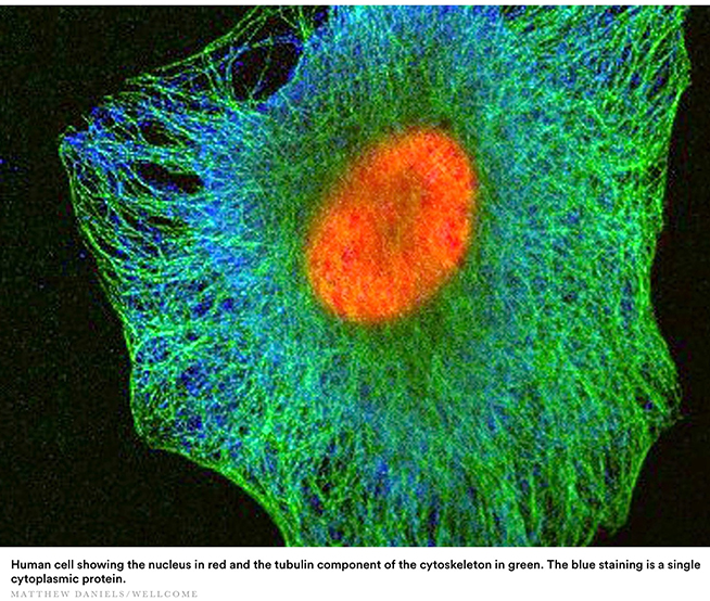 Fluorescent tagged human cell