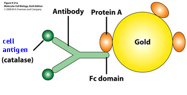 TEM with antibody
              immunofluorescence