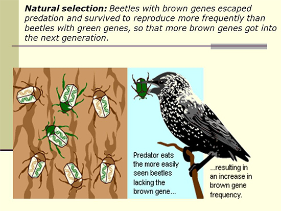 Natural
              selection predation model