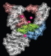 a 3D filded image of a
              ribozyme