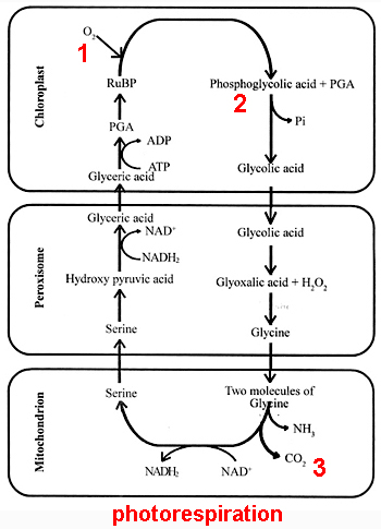photorespiration cycle